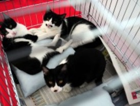 Pacma lanza una campaña para fomentar la adopción de animales
