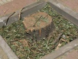 El Consistorio no da explicaciones de la tala de árboles cercana a Moncloa