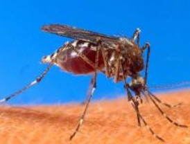 Getafe adjudica el control de los mosquitos en Perales del Río por 124.000 euros