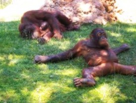 Nace el primer orangután del Zoo de Madrid