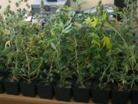 Desmantelada una plantación de marihuana