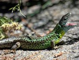 Lagarto verdinegro