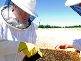 Los Bomberos realizan 400 traslados de enjambres de abejas
