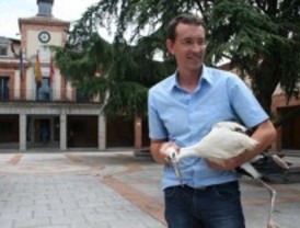 Rescatan a un polluelo de cigüeña en Las Rozas