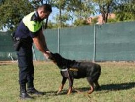 Los perros de los Cuerpos de Seguridad del Estado compiten entre sí