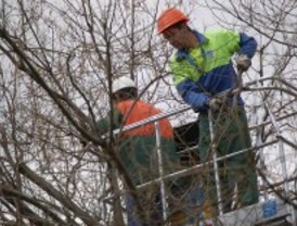 El arreglo del arbolado cortará más de 50 calles