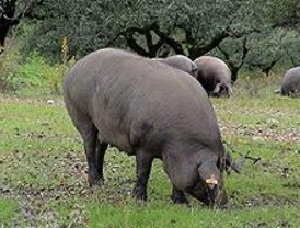 Mejora del ciclo productivo del cerdo ibérico