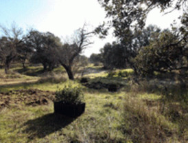 Oportunidades para el desarrollo de negocios innovadores en el medio rural