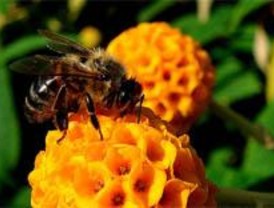 La Ecología como matemática perfecta de la vida
