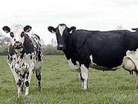 Ya ha sido sacrificada la 'vaca loca' que se detectó en Galapagar