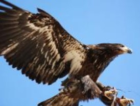 Denuncian el 'exterminio' de aves protegidas en Viñuelas por aviones de Barajas