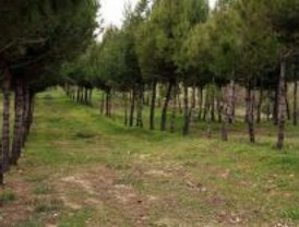 Actividades para todos en el Día Forestal Mundial