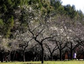 La quinta silvestre