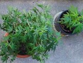 Desmanteladas dos plantaciones de marihuana en Leganés y Valdelaguna