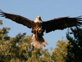Desaparece un águila pigargo del Safari Madrid