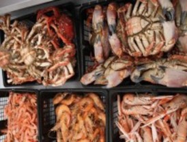 Robledo de Chavela degusta el marisco gallego