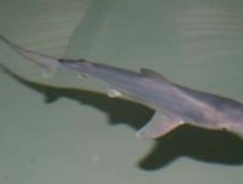 Actividades en el Zoo para apoyar la supervivencia de tiburones y rayas
