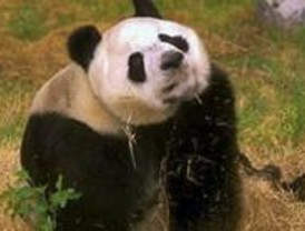 El Zoo de Madrid contará con una pareja de pandas gigantes a partir de septiembre