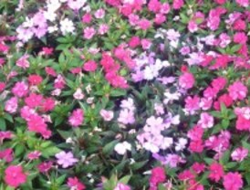 Pozuelo, a todo color en primavera