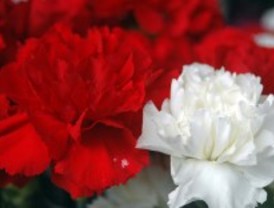 La revolución más castiza