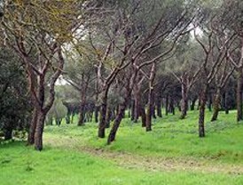 Plantan 150 árboles para celebrar el Día Mundial Forestal