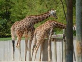 Los animales del Zoo combaten el calor con duchas y helados