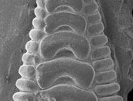 Descubren una nueva especie de pez de hace 130 millones de años