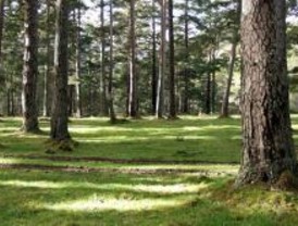 Los bosques de la Comunidad de Madrid acumulan el 2% del CO2 de España