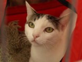 Tres residencias de mascotas de las 53 que hay en la región son sancionadas
