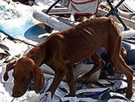 Un total de 16.988 perros fueron abandonados en Madrid durante el pasado año