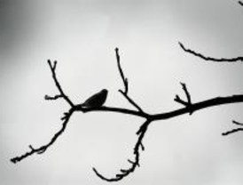 Cincuenta especies de aves exóticas amenzan a las autóctonas