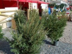 Arranca la recogida de árboles de Navidad