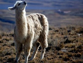 El cambio climático y la historia del continente, claves de la evolución