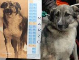 Diez perros y dos gatos son los protagonistas del calendario 2009 de El Refugio