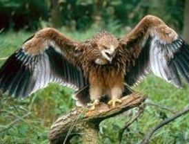 Ecologistas piden más recursos para la conservación de especies