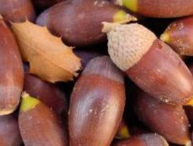 Ecologistas plantan 700 bellotas en un terreno de Defensa