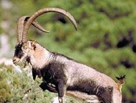 CCOO y Ecologistas critican que se abra la veda para la cabra montés