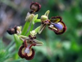 En busca de orquídeas silvestres