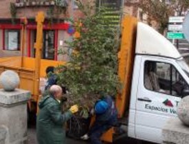 Arranca la campaña de recogida de abetos en Las Rozas