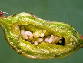 Descubiertas dos nuevas especies de insectos en el sureste de la región