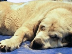 '100X100 mascota' se despide de IFEMA