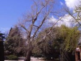 Denuncian 'talas injustificadas' de árboles en Retiro y Carabanchel