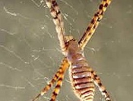 La extraordinaria recuperación del hilo víscido de araña
