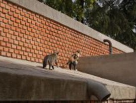 El 40% de los abandonos de gatos se produce en verano