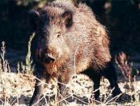 Abierto expediente a un vecino de Las Rozas por matar a un jabalí