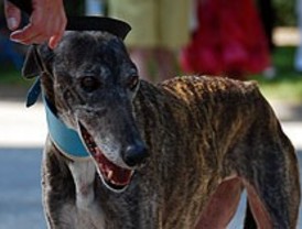 Abatido un galgo en un coto de caza de Cobeña