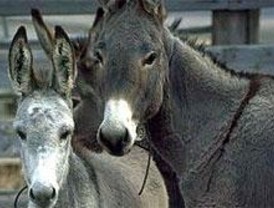 Burros y herramientas tradicionales en las zonas verdes de Pozuelo de Alarcón