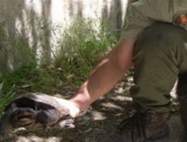 La tortuga mordedora americana, nueva especie invasora en la región