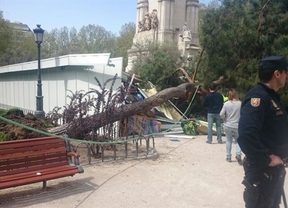 Cae un gran árbol sobre unas casetas en Plaza de España sin causar heridos