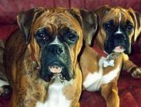 Imputada una pareja por acuchillar a un boxer